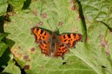 rusałka ceik Polygonia c-album