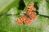 rusałka ceik Polygonia c-album