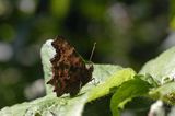 rusałka ceik Polygonia c-album