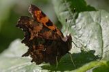 rusałka ceik Polygonia c-album