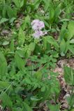 rutewka orlikolistna Thalictrum Aquilegifolium rezerwat 'Bojarski Grąd' Nadbużański Park Krajobrazowy