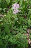 rutewka orlikolistna Thalictrum Aquilegifolium rezerwat 'Bojarski Grąd' Nadbużański Park Krajobrazowy