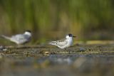 Rybitwa białowąsa, Chlidonias hybrida, juvenille