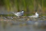 Rybitwa białowąsa, Chlidonias hybrida, juvenille