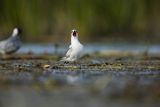 Rybitwa białowąsa, Chlidonias hybrida, juvenille