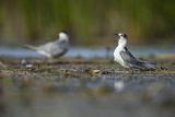 Rybitwa białowąsa, Chlidonias hybrida, juvenille