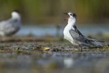 Rybitwa białowąsa, Chlidonias hybrida, juvenille