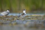 Rybitwa białowąsa, Chlidonias hybrida, juvenille