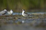 Rybitwa białowąsa, Chlidonias hybrida, juvenille