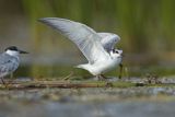 Rybitwa białowąsa, Chlidonias hybrida, juvenille