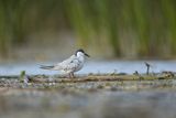 Rybitwa białowąsa, Chlidonias hybrida, juvenille