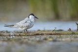 Rybitwa białowąsa, Chlidonias hybrida, juvenille