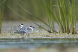 Rybitwa białowąsa, Chlidonias hybrida, juvenille