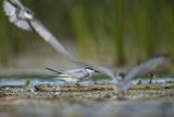 Rybitwa białowąsa, Chlidonias hybrida, juvenille