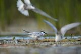 Rybitwa białowąsa, Chlidonias hybrida, juvenille