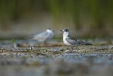 Rybitwa białowąsa, Chlidonias hybrida, juvenille