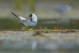 Rybitwa białowąsa, Chlidonias hybrida, juvenille