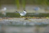 Rybitwa białowąsa, Chlidonias hybrida, juvenille