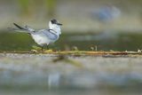 Rybitwa białowąsa, Chlidonias hybrida, juvenille