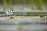 Rybitwa białowąsa, Chlidonias hybrida, juvenille