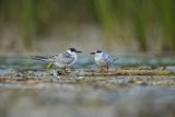 Rybitwa białowąsa, Chlidonias hybrida, juvenille