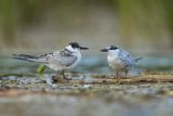 Rybitwa białowąsa, Chlidonias hybrida, juvenille