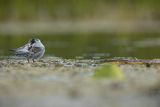 Rybitwa białowąsa, Chlidonias hybrida, juvenille