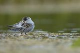 Rybitwa białowąsa, Chlidonias hybrida, juvenille