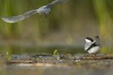 Rybitwa białowąsa, Chlidonias hybrida, juvenille