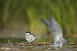 Rybitwa białowąsa, Chlidonias hybrida, juvenille