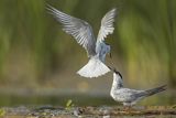 Rybitwa białowąsa, Chlidonias hybrida, juvenille