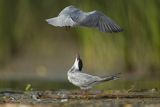 Rybitwa białowąsa, Chlidonias hybrida, juvenille