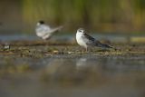 Rybitwa białowąsa, Chlidonias hybrida, juvenille