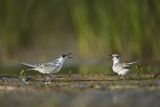 Rybitwa białowąsa, Chlidonias hybrida, juvenille