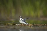 Rybitwa białowąsa, Chlidonias hybrida, juvenille