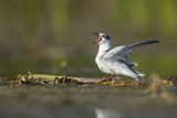 Rybitwa białowąsa, Chlidonias hybrida, juvenille