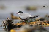 Rybitwa białowąsa, Chlidonias hybrida i ważka