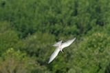 Rybitwa rzeczna, rybitwa zwyczajna, Sterna hirundo