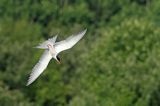 Rybitwa rzeczna, rybitwa zwyczajna, Sterna hirundo