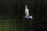 Rybitwa rzeczna, rybitwa zwyczajna, Sterna hirundo