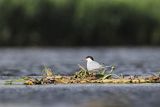 Rybitwa rzeczna, rybitwa zwyczajna, Sterna hirundo