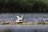 Rybitwa rzeczna, rybitwa zwyczajna, Sterna hirundo