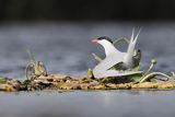 Rybitwa rzeczna, rybitwa zwyczajna, Sterna hirundo