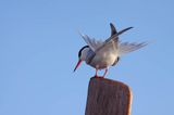 rybitwa zwyczajna, rybitwa rzeczna, Sterna hirundo Common Tern