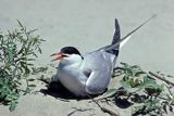 rybitwa zwyczajna sterna hirundo