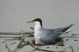 rybitwa zwyczajna sterna hirundo)