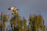 Rybołów, Pandion haliaetus