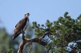 Rybołów, Pandion haliaetus