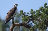 Rybołów, Pandion haliaetus