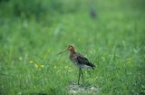 rycyk, Limosa limosa